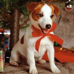 Comment User Avatar